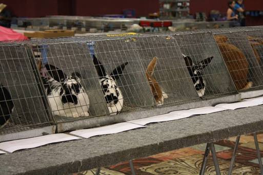 new zealand rabbit breeders association